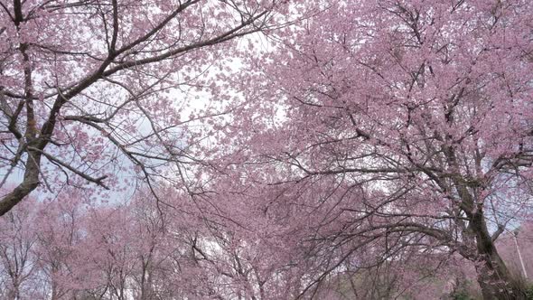 Under Cherry Blossom Tree alt
