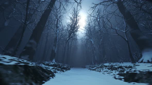 Forest alley in dense fog. Bare trees during winter. Dark moody landscape. alt