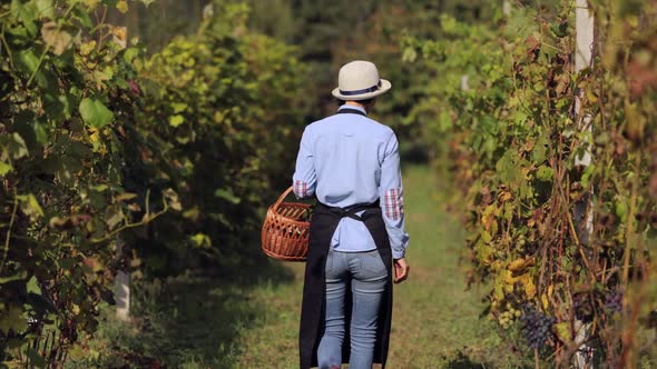 Woman with Basket Walking Vineyard