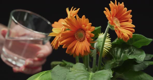Hand watering orange gerberas alt