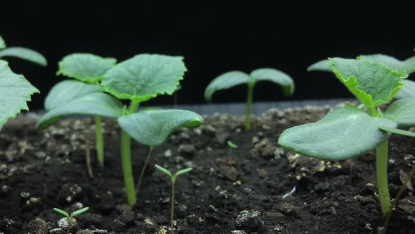Camera Movement Past the Growing Young Shoots of Cucumber Seedlings, Macro Shooting, Hyper Laps alt