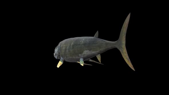 Xiphactinus Swims With Alpha Channel alt
