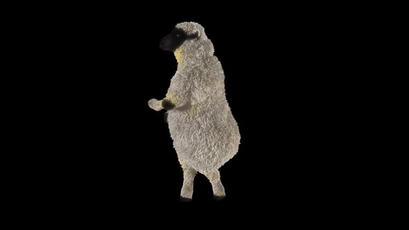 26 Sheep Dancing HD alt
