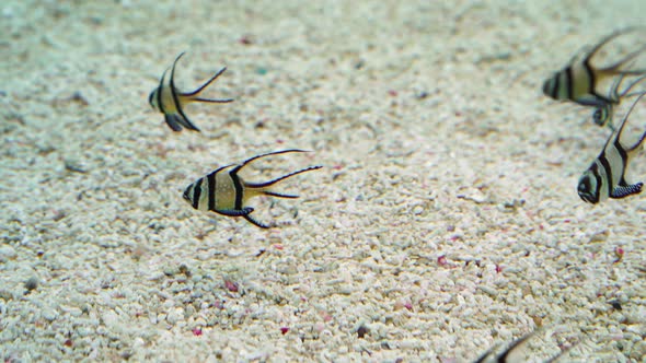 Banggai cardinalfish or Longfins cardinalfish (Pterapogon kauderni) in water