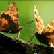 Two Butterflies - VideoHive Item for Sale
