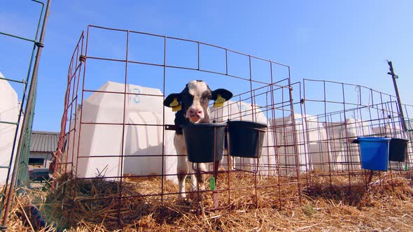 Livestock Farm. Little Calf on the Farm. Nursery with Small Calves on a Dairy Farm. A Little Calf alt