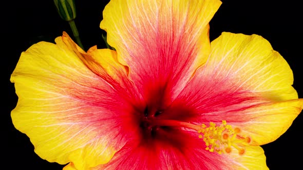 Yellow Hibiscus Close Its Flower in Time Lapse. Blooming Red Plant on a Black Background Wilting alt