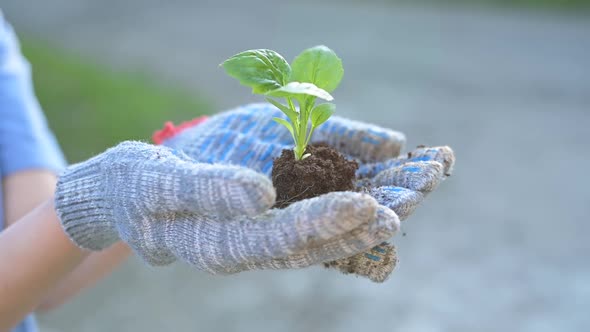The germ of a plant in hands, wearing work gloves. Preparing to plant a plant alt