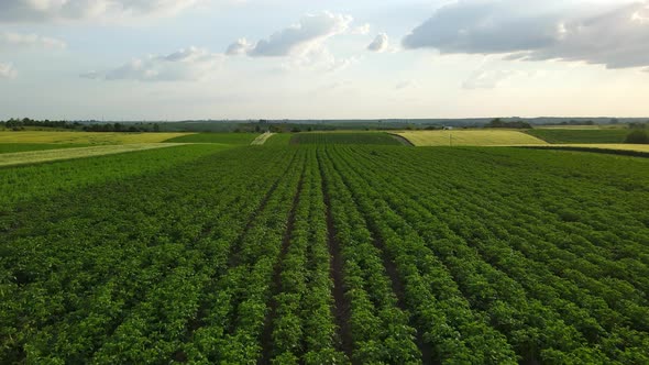 Aerial Shot Of The Countryside Over The Grain Fields Of Ukraine. Agriculture