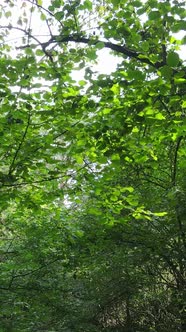 Vertical Video of Beautiful Green Forest By Day alt