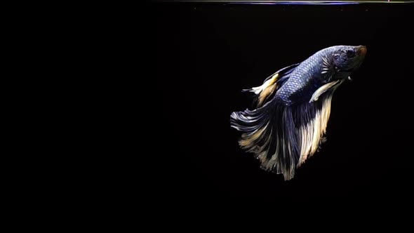 Vibrant and colourful Siamese fighting fish Betta splendens, also known as Thai Fighting Fish or bet alt
