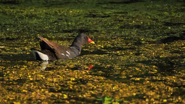 Common moorhen, Gallinula chloropus, France alt