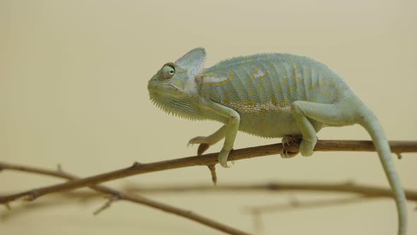 Colorful Chameleon Sits on Branch and Looks Around in Close Up on Beige Background alt