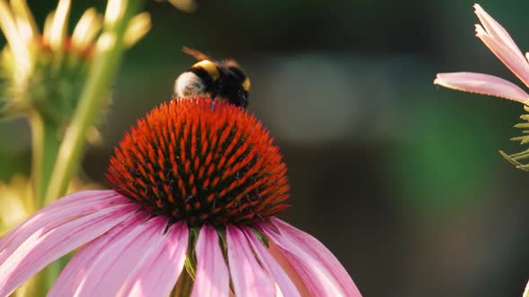 Closeup the bee pollinate a flower