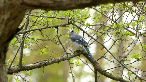 blue jay bird (Cyanocitta cristata) perched on a branch in Canadian forest alt