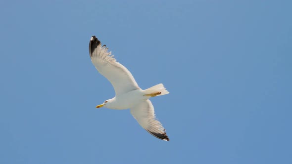 Wild Birds in the Sky. Tourism Opportunities. Birds Flying. Seagulls Flying Against Blue Sky