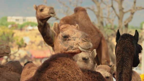 Camels at the Pushkar Fair Also Called the Pushkar Camel Fair or Locally As Kartik Mela alt