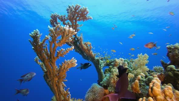 Coral Reefs Seascape alt