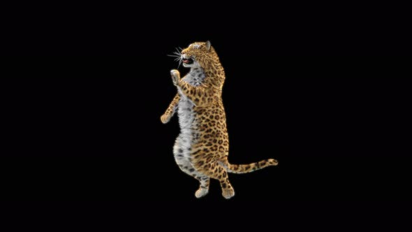 Leopard Dancing 4K alt