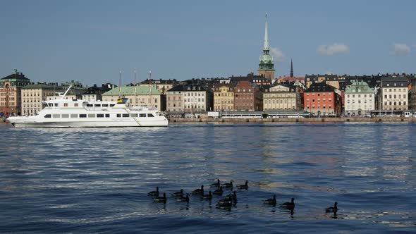 Canada Geese with Gamla stan old town in the background in Stockholm Sweden alt