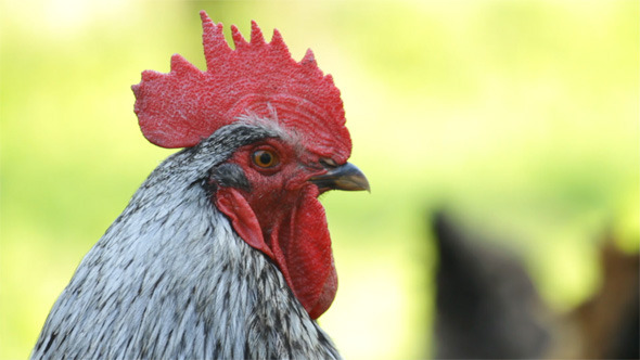 Portrait Rooster