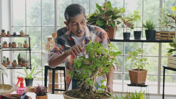 Agriculture concept. A retired Asian man pruning a bonsai tree in a greenhouse. 4k Resolution. alt