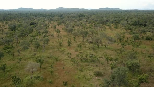Aerial Shot of the Group of Giraffes Run Through the African Savannah and Feed on an Overcast Day. M alt