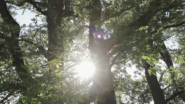 Magnificent Sunrise in the Forest Rays Make Their Way Through the Branches of Trees alt