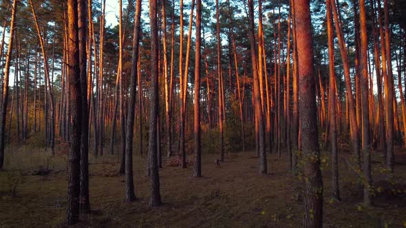 Autumn pine forest in the evening