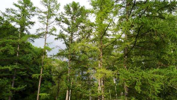 Evergreen pine tree branches, summer aerial view