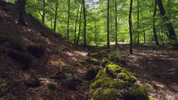 Scenic Drone Shot Flying in Forest