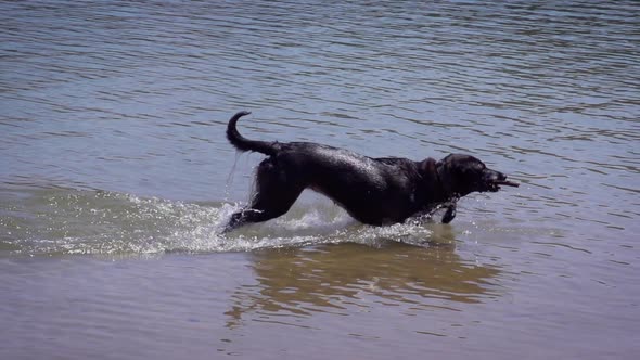 Slow motion shot of dogs playing in the water alt