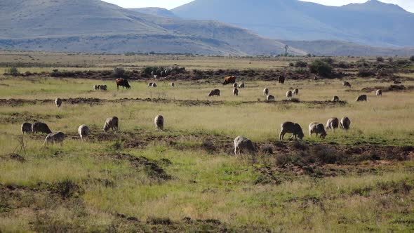 Sheep farming in the Great Karoo alt