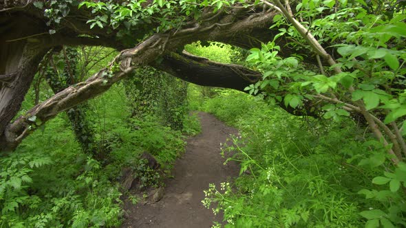 Pathway Throught Green Spring Forest