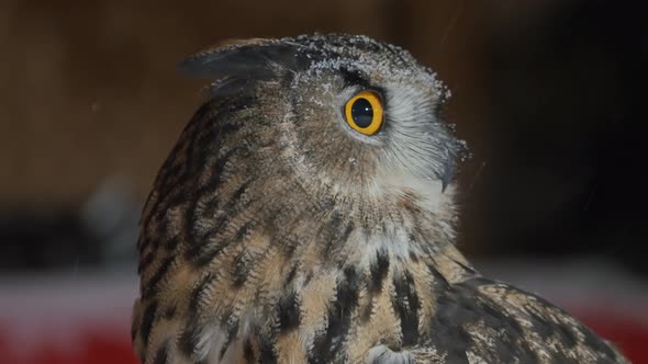 Great Horned Owl Looks in Camera and Turns Grey Head Snow Falling in Winter alt