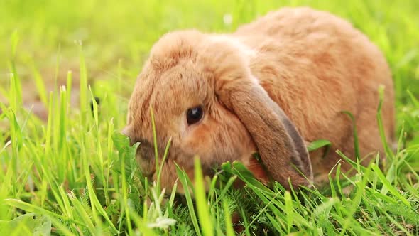 Lop-eared rabbit jumps on the lawn and chews the grass. Dwarf rabbit breed ram at sunset. 