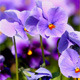 Viola Flowers - VideoHive Item for Sale