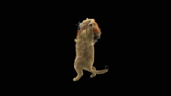 75 Lion Standing Magic Attack HD alt