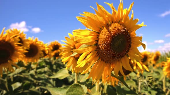 Closeup view of sunflowers. Taking sunflower blooming in a vast sunflowers field fluttering alt