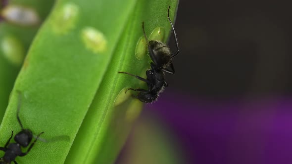 A black ant (Lasius niger) feeds from a cochineal on a succulent plant alt