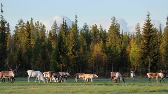 Herd of Deer Graze on the Field in Rut Season in Lapland, Northern Finland alt