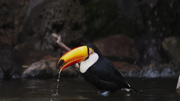 Exotic Toco Toucan cooling head with beak in amazon river at rainforest,close up alt