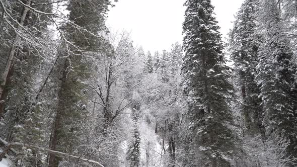 Heavy Snowfall in A Winter Forest