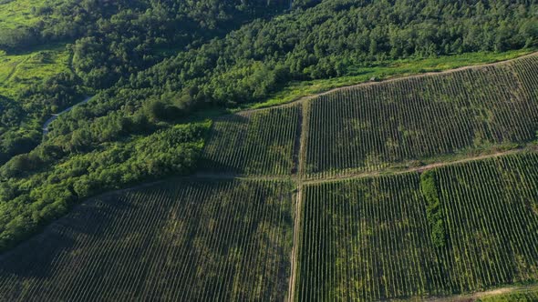 Aerial Shot of Large Vineyard Fields Among the Mountains alt