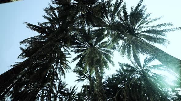 Underside of the Coconuts Tree with Clear Sky and Shiny Sun alt
