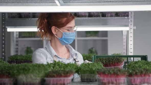 Organic Business Young Woman in Medical Mask Prepares Micro Greens in Containers for Sale and Puts alt