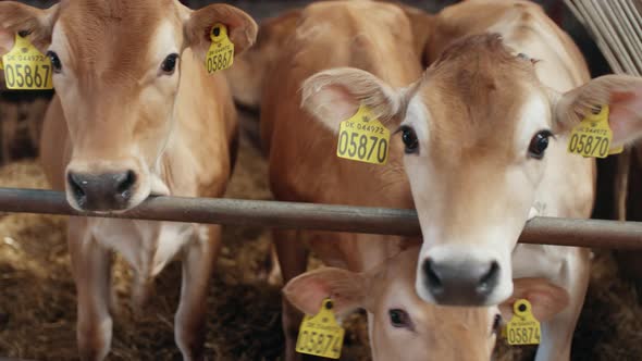 Calves Staying in a Cow Shed Enclosed By Metal Railings By the Countryside alt