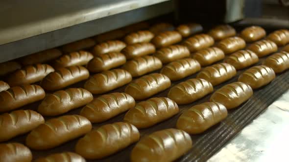 Fresh Buns From the Oven. alt