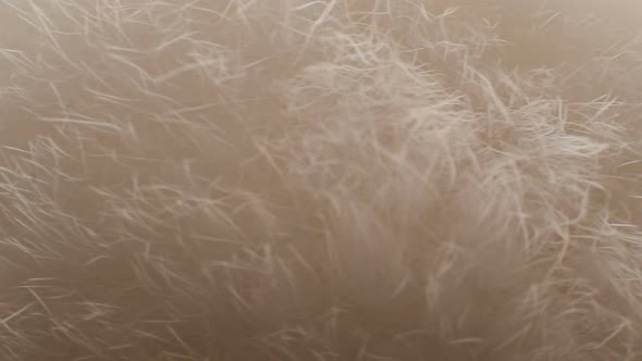 Rotation Fur Background 2 alt