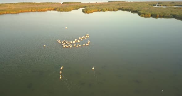Breeding Grounds of Pelicans in Tuzly Estuary National Nature Park Near By Black Sea Coast, Ukraine